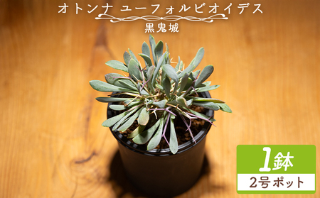 塊根植物 ユーフォルビオイデス オトンナ 塊根植物 cc-0003