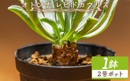 塊根植物 レピドカウリス オトンナ cc-0005