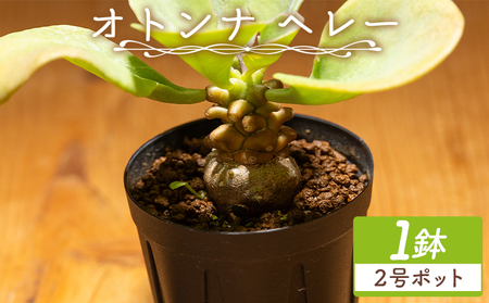 塊根植物 ヘレー オトンナ 塊根植物 cc-0007