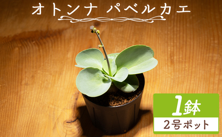塊根植物 パベルカエ オトンナ 塊根植物 cc-0008