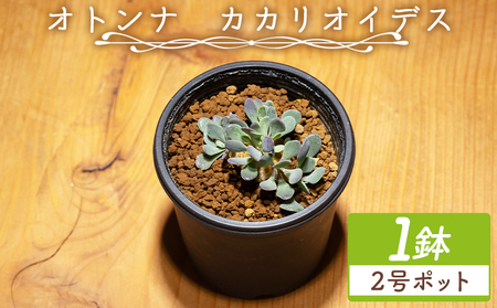 塊根植物 カカリオイデス オトンナ 塊根植物 cc-0010