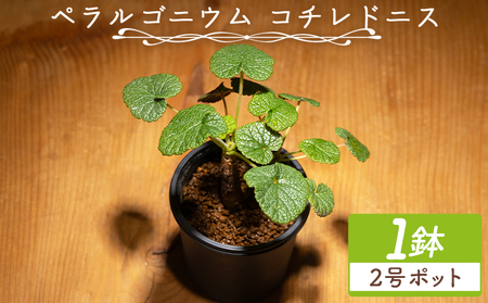 塊根植物 コチレドニス ペラルゴニウム 塊根植物 cc-0012
