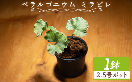 塊根植物 ミラビレ ペラルゴニウム 塊根植物 cc-0013