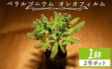 塊根植物 オレオフィルム ペラルゴニウム 塊根植物 cc-0014