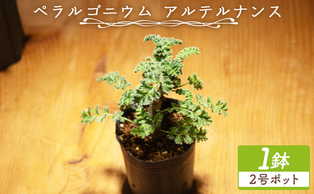 多肉植物 アルテルナンス ペラルゴニウム 多肉植物 cc-0015