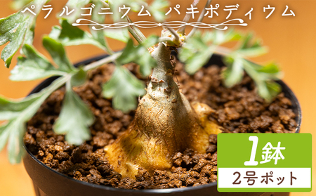多肉植物 パキポディウム ペラルゴニウム 多肉植物 cc-0016