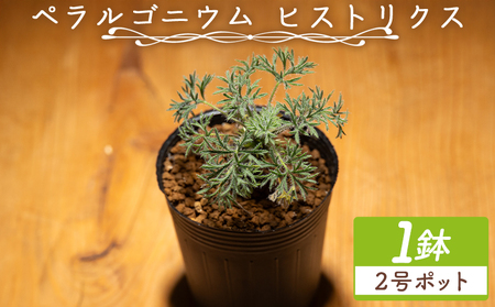 塊根植物 ヒストリクス ペラルゴニウム 塊根植物 cc-0018