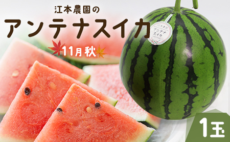 [期間限定]江本農園の11月秋アンテナスイカ1玉 - 高知県産 西瓜 すいか 産地直送 スイカ em-0017