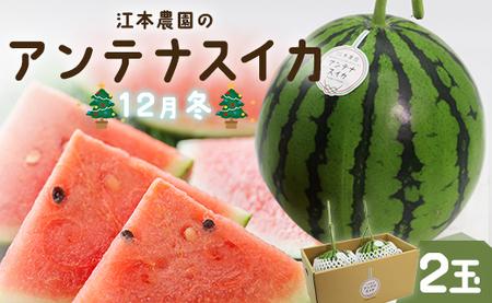 yԌz]{_12~AeiXCJ2  -  蕨t[c ʕD H fU[g  em-0020