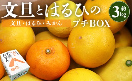 間城農園 ちょこっと食べたい方におすすめ「文旦とはるひのプチBOX」- フルーツ 果物 くだもの ぶんたん ブンタン ぼんたん ザボン 柑橘 蜜柑 ミカン 数量限定 期間限定 季節限定 送料無料 高知県 香南市 常温 ms-0036