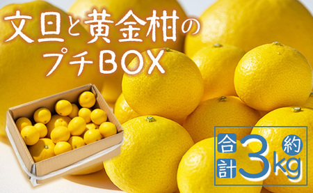 間城農園 ちょこっと食べたい方におすすめ「文旦と黄金柑のプチBOX」合計約3kg - ぶんたん ブンタン 果物 くだもの フルーツ 柑橘 みかん 詰め合わせ セット 高知県 香南市 常温 ms-0041