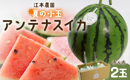 [7月発送]スイカ 小玉 約4kg 糖度14度前後 2玉[スイカ スイカ スイカ スイカ スイカ スイカ スイカ] em-0031