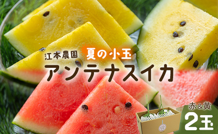 【7月発送】スイカ 小玉 約4kg 糖度13～14前後 2玉【スイカ スイカ スイカ スイカ スイカ スイカ】 em-0032