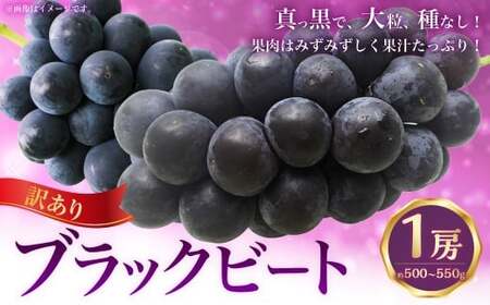 (訳あり) ブラックビート 1房 約500〜550g ぶどう ブドウ 葡萄 果物 くだもの フルーツ 常温 [2026年8月上旬〜9月下旬迄発送予定]