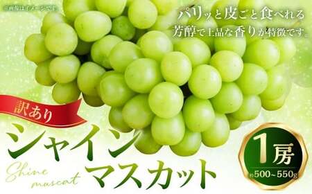 (訳あり) シャインマスカット 1房 約500〜550g マスカット ぶどう ブドウ 葡萄 果物 くだもの フルーツ 常温 [2026年8月上旬〜9月下旬迄発送予定]