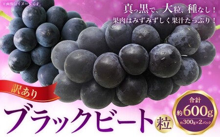 (訳あり) ブラックビート粒 約600g(約300g×2パック) ブラックビート ぶどう ブドウ 葡萄 果物 くだもの フルーツ 常温 [2026年8月上旬〜9月下旬迄発送予定]