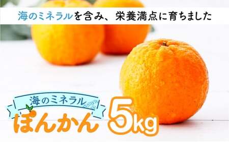 �y��s�\��z�|���J�� �C�̃~�l�����������Ղ�܂񂾍b�Y�̃|���J�� 5kg ���Y ���m���Y  �Â� �h�{�����Ղ� �W���[�V�[ �ʓ� �l�� ������ �t���[�c ���� �~�J�� �ʕ� �ƒ�p ����p ����