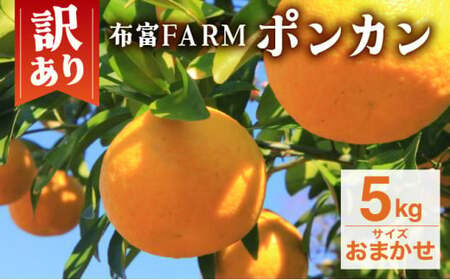 [先行予約]訳ありポンカン サイズおまかせ 5kg NT6 [N-05] [布富FARM]