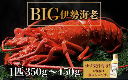 BIG伊勢海老[1匹][冷凍]刺身OK 国産 東洋町産 天然 新鮮 海鮮 四国 お取り寄せ お祝い 記念日 贈り物 送料無料 生 S200 [株式会社森海家]