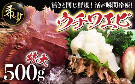 活〆ウチワエビ特大3匹 500g[数量限定] 国産 東洋町産 セット うちわえび 新鮮 海鮮 高知県 東洋町 四国 お取り寄せ 送料無料 S208 [S-22] [株式会社森海家]