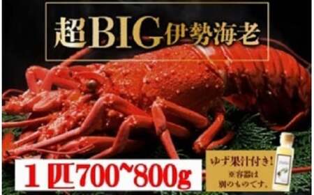 超BIG伊勢海老[1匹]1000匹に1匹レベル![冷凍]刺身OK 国産 東洋町産 天然 新鮮 海鮮 四国 お取り寄せ お祝い 記念日 贈り物 送料無料 生 S241 [株式会社森海家]