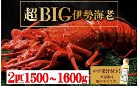 超BIG伊勢海老[2匹]1000匹に1匹レベルが2匹![冷凍] 刺身OK 国産 東洋町産 天然 新鮮 海鮮 四国 お取り寄せ お祝い 記念日 贈り物 送料無料 生 S242 [株式会社森海家]