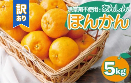 [先行予約]訳ありポンカン[5kg] 国産 東洋町産 甘酸っぱい 甘い 果汁 ジューシー 高知県 東洋町 四国 お取り寄せ フルーツ 蜜柑 ミカン 果物 送料無料 [TS-03] [ファーム手島]
