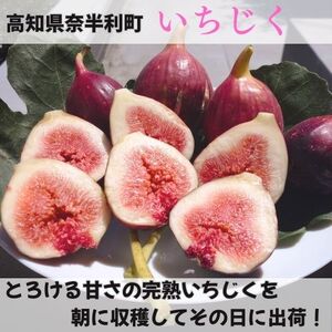 116022 いちじく