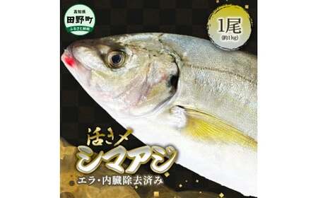 〜四国一小さなまち〜 活き〆天然縞鯵 約1kg 1尾(エラ・内臓除去済)活き締め 1キロ あじ アジ 刺身 なめろう お寿司 アジフライ 南蛮漬け 新鮮 魚 海鮮 国産 お取り寄せ 天然 おかず 和食