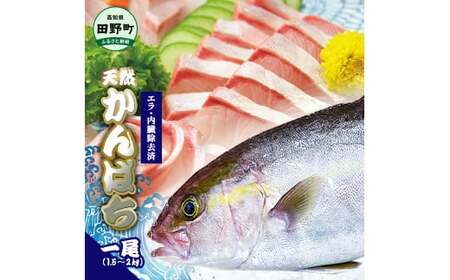 〜四国一小さなまち〜 天然カンパチ 1尾 1.5〜2kg(エラ・内臓除去済)活き締め 1.5〜2キロ かんぱち 刺身 お寿司 しゃぶしゃぶ アレンジ 新鮮 魚 海鮮 国産 天然 おかず お取り寄せ