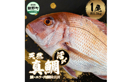 〜四国一小さなまち〜 活き〆天然真鯛 約1.5kg 1尾(鱗・エラ・内臓除去済)1.5キロ 真鯛 マダイ まだい 活き締め 刺身 さしみ お寿司 カルパッチョ 魚 海鮮 魚介 新鮮 国産 おかず 和食