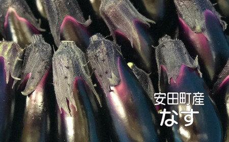 [2025年10月下旬より発送]収穫したその日に発送する新鮮ナス便 約50本程度 採れたて なす 約50本 新鮮 小分け 茄子 野菜 旬 やさい 大容量 家計応援 料理 晩ごはん 米 おかず 焼き 煮物 炒め物 揚げ物 浅漬け 漬物 産地直送 健康 高知県 安田町