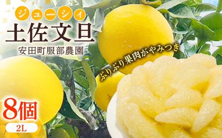 はっとりさんちの農園で育てた土佐文旦(2Lサイズ8個入り) 文旦 2L サイズ 8個入り土佐 文旦 土佐 文旦 土佐 文旦 高知 土佐 文旦 ぶんたん 高知県 安田町  HT-06