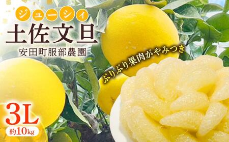 服部農園で育てた土佐文旦 文旦 3Lサイズ 10kg 大玉 土佐 文旦 土佐 文旦 土佐 文旦 ぶんたん HT-10