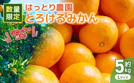 服部農園「とろけるみかん」甘い みかん 人気 みかん 限定 みかん 5kg Lサイズ みかん