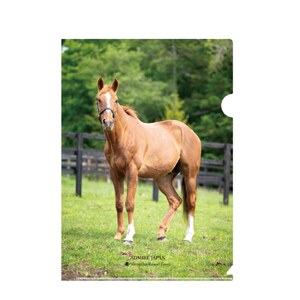 [アドマイヤジャパン×Yogibo]クリアファイル5枚入り