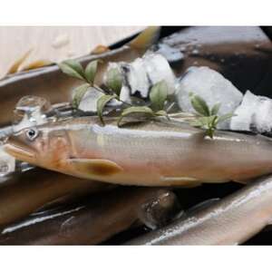 【令和8年6月より発送】天然あゆ　6匹【配送不可地域：離島】【1570536】