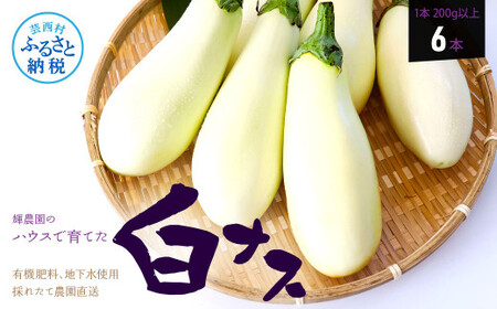 先行予約 白ナス6本 - なす 茄子 1本200g以上 野菜 新鮮 美味しい グラタン シチュー ラタトゥイユ 洋食 和食 料理 お取り寄せ ふるさとのうぜい 故郷納税 5000円 返礼品 高知県 高知