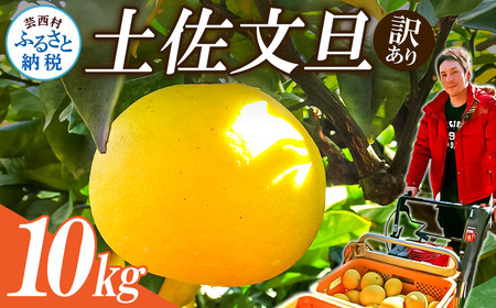 [先行予約]ワケあり土佐文旦(※シミ・キズあり) 10kg・ サイズおまかせ 産地直送 フルーツ 果物 在庫限り