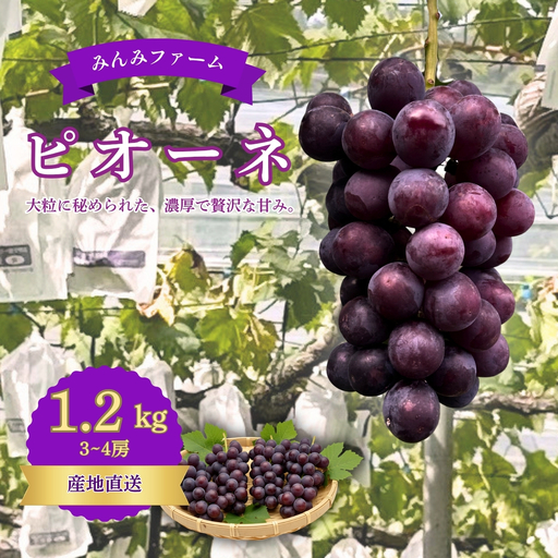 みんみファーム ぶどう ピオーネ 3〜4房(1.2kg)