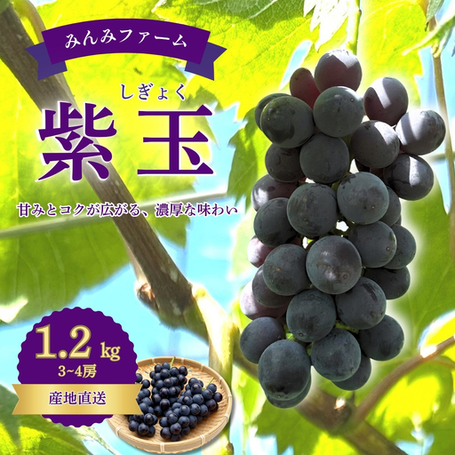 みんみファーム ぶどう 紫玉(しぎょく) 3〜4房(1.2kg)
