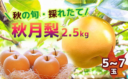 [2024年収穫]森本果樹園の秋月梨 2.5kg(5〜7玉)