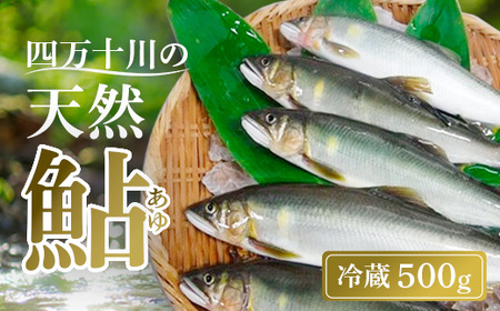 四万十川上流 の 天然 釣り鮎 500g [ 冷蔵 4〜12尾 ] 鮎 あゆ アユ 川魚 高知県 四万十
