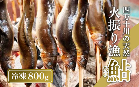 四万十川上流の天然鮎 新もの冷凍 火振り漁鮎 800g ( 冷凍 4〜12尾 ) 鮎 あゆ アユ 川魚 高知県 四万十 天然 冷凍