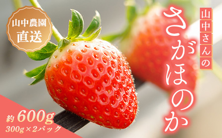 [中土佐町産]山中さんの「いちご」 ( さがほのか 2パック ) 苺 イチゴ 高知