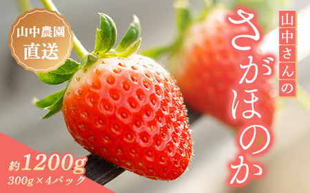 [中土佐町産]山中さんの「いちご」 ( さがほのか 4パック ) 苺 イチゴ 高知