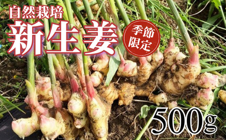自然栽培 新生姜 500g ( 自然栽培 農薬 化学肥料不使用 高知県 )