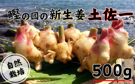 鰹乃國の新生姜 ( 土佐一 ) 500g 新生姜 しょうが 自然栽培 農薬不使用 高知
