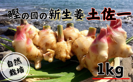 T̐VI ( y ) 1kg VI 傤 R͔| _sgp m