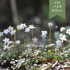 [ふるさと納税][バイカオウレン (梅花黄蓮) 苗 花 ポット 4号 森の妖精 白い 可憐 牧野富太郎 らんまん ボタニカル 植物 ]朝ドラ 佐川町 里山[常温]草木 シコクバイカオウレン キンポウゲ科 山野草 多年草 ゴカヨウオウレン 工房暁月 [12〜2月頃の間に発送]